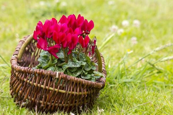 仙客來好養(yǎng)活嗎，5步教你養(yǎng)好仙客來