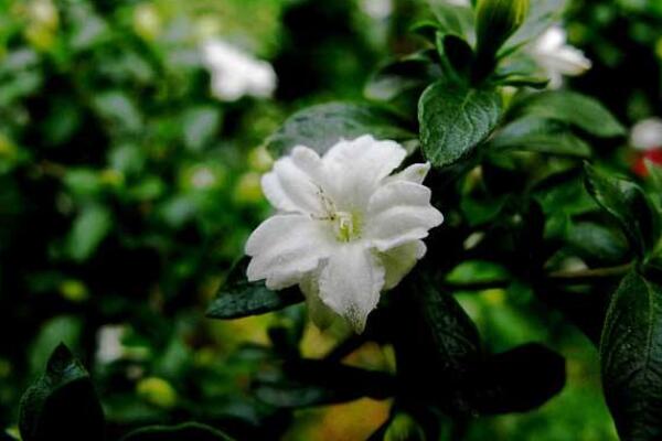 六月雪葉子干枯掉落，五種原因以及解決方法