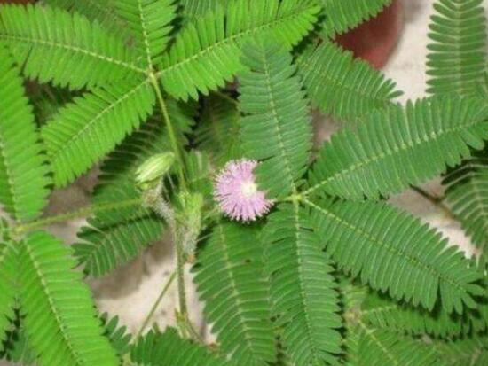 含羞草怎么養(yǎng)長得快，注意這五個要點生長青翠欲滴