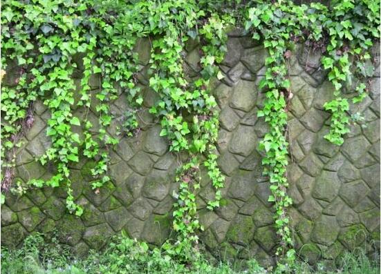 常春藤干枯了還會(huì)活嗎，干枯后存活四種解決辦法