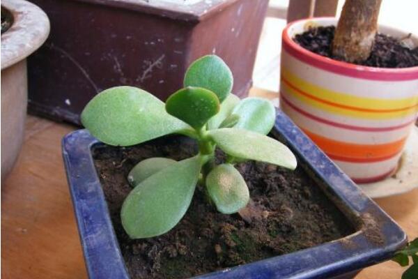 玉樹(shù)扦插生根最快方法(枝條扦插：生根快、成活率高)