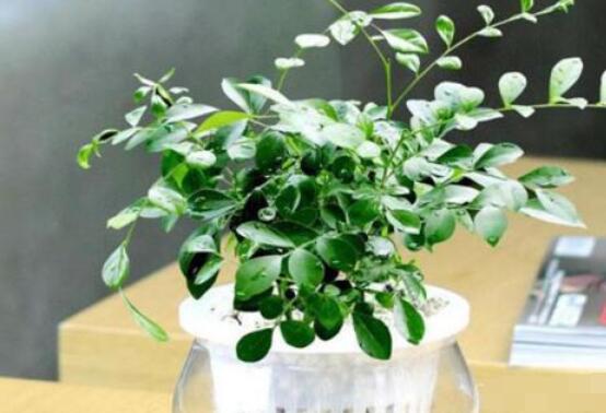 九里香的養(yǎng)殖方法水培，教你四個(gè)步驟水培爆盆