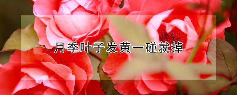 月季葉子發(fā)黃一碰就掉