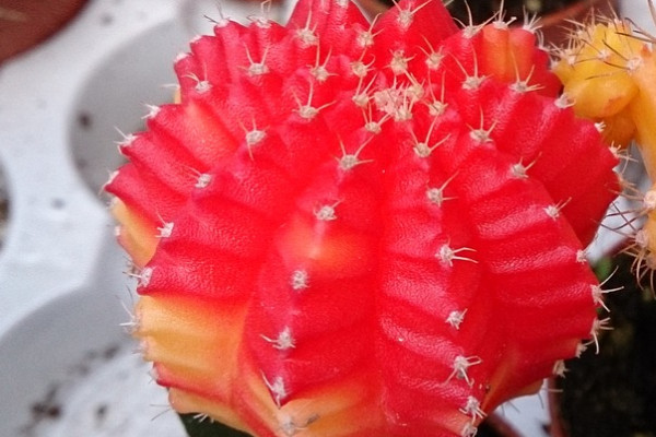 紅仙人掌怎么養(yǎng)