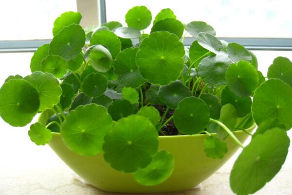 銅錢草焉了咋辦，根據(jù)情況來進(jìn)行補(bǔ)救