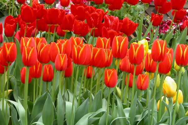 郁金香開(kāi)花后不挖出來(lái)還能不能活