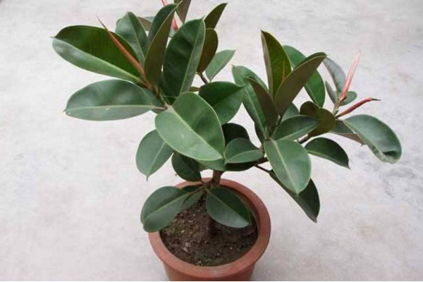 橡皮樹(shù)葉子變軟下垂