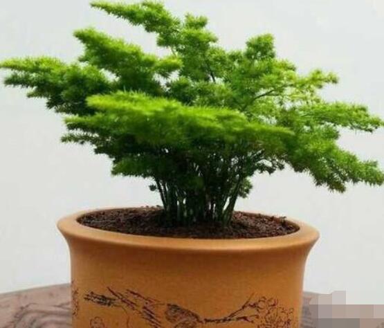 文竹肥料有哪些，餅肥、無(wú)機(jī)復(fù)合肥、液肥為主(枝繁葉茂)