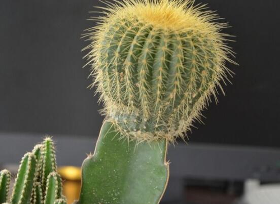 仙人球怎么施肥才正確，老農(nóng)總結(jié)一年四季施肥方法