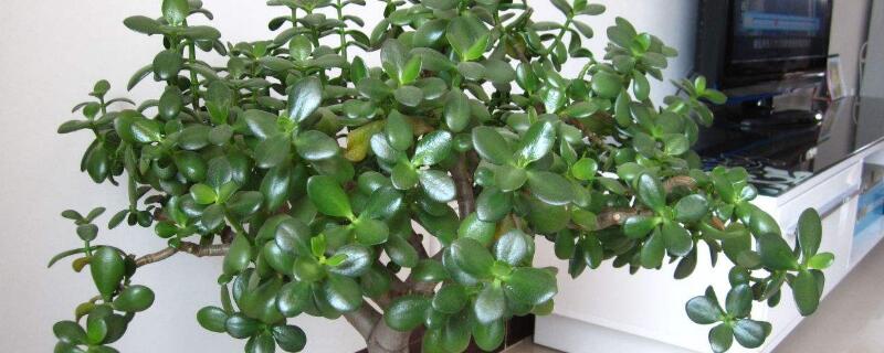 玉樹能曬太陽嗎