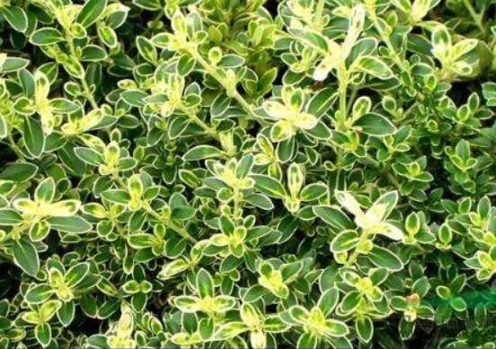 六月雪哪個(gè)品種最貴，屬金邊六月雪當(dāng)之無愧