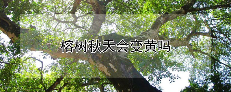 榕樹(shù)秋天會(huì)變黃嗎