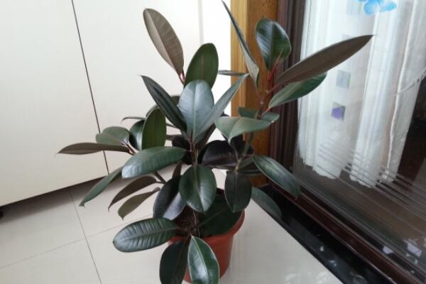 橡皮樹的養(yǎng)殖方法，保證植株生長的5大要點