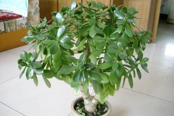 燕子掌多久開花，正常情況下養(yǎng)殖2-3年才能開花