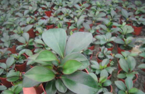 紫邊碧玉怎么養(yǎng)，七個(gè)基本方法教你養(yǎng)殖好