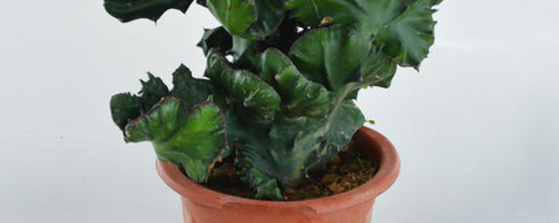 四大發(fā)財(cái)之樹