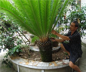 鐵樹怎樣整形修剪，鐵樹的修剪方法介紹