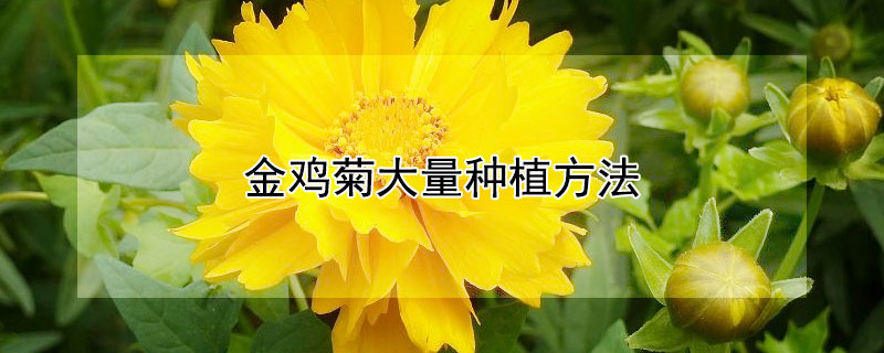 金雞菊大量種植方法