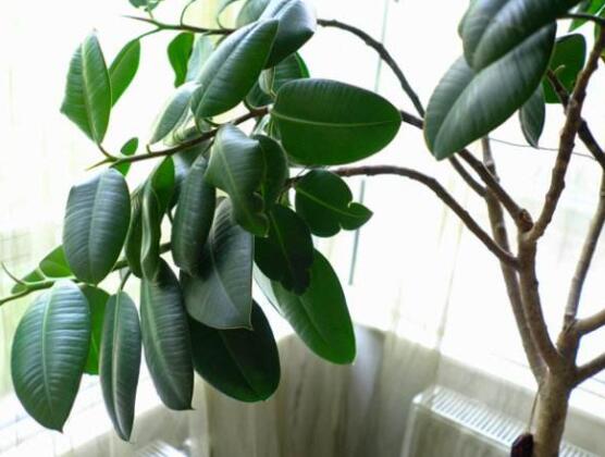 橡皮樹多高怎么去頭，擇理想的高度（生長(zhǎng)出芽點(diǎn)）