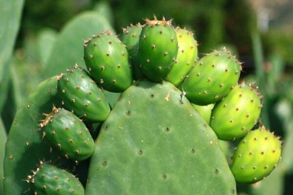 仙人掌竟有這么多藥用價(jià)值，你全都了解嗎