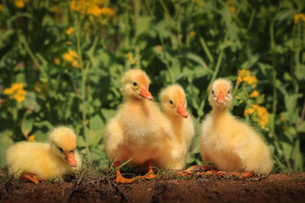 小鵝多久可以露天養(yǎng)