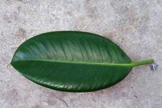 橡皮樹扦插，教你六大基本步驟快速生根發(fā)芽(30天)