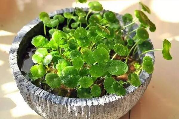 銅錢草水培里面有蟲怎么辦，清水清洗換水重新水培