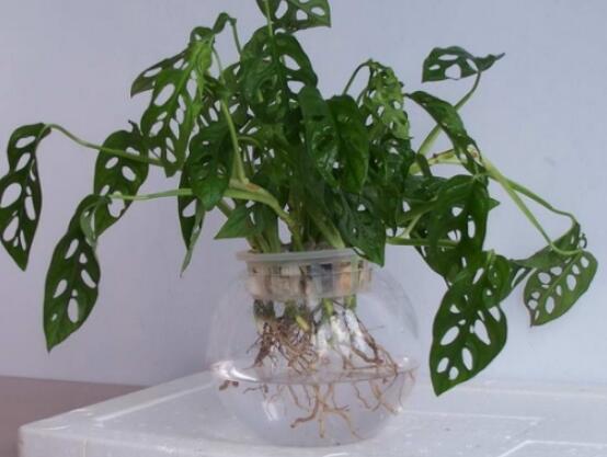 龜背竹滴水是怎么回事，只是一種正常的吐水現(xiàn)象(水分充足)