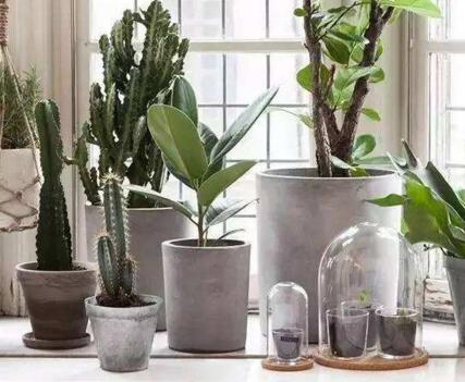 仙人掌的養(yǎng)殖方法和注意事項(xiàng)，小白都能學(xué)會(huì)的種植方法和技巧