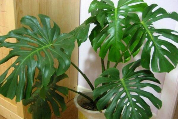 龜背竹氣根水培會發(fā)芽嗎，氣根植入水中可促進植株的生長