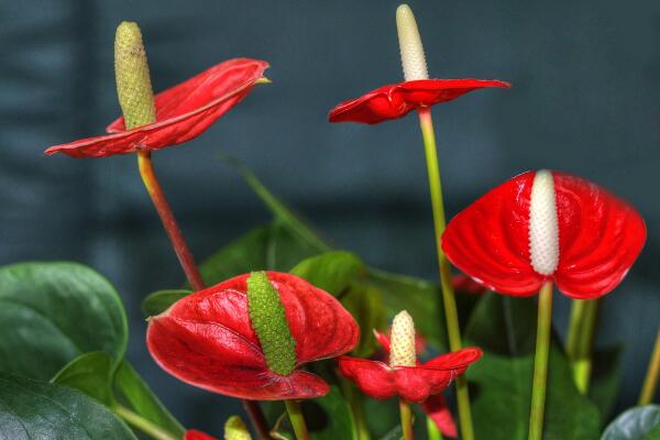 紅掌的寓意是什么，大展宏圖、火熱與希望
