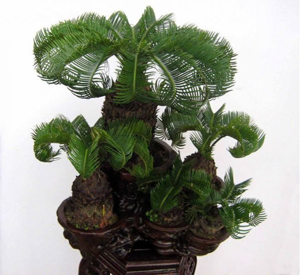 鐵樹怎樣整形修剪，鐵樹的修剪方法介紹