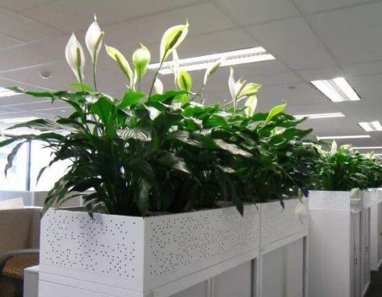 一帆風(fēng)順多久澆一次水，做到不干不澆、澆則澆透原則