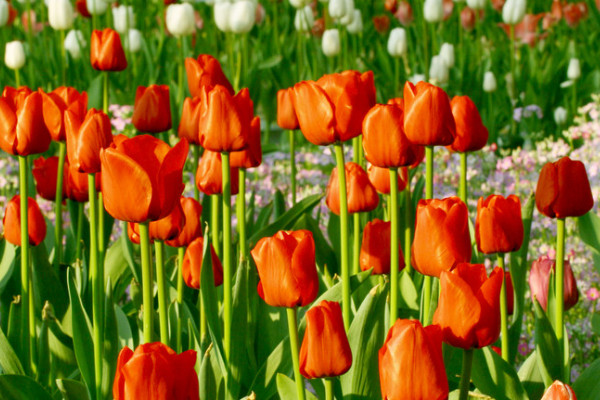 郁金香會(huì)不會(huì)復(fù)花