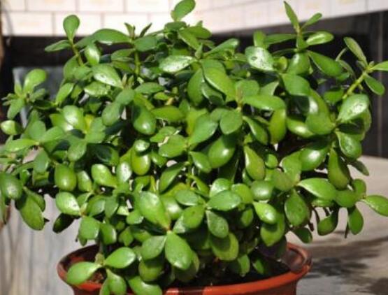 玉樹可以放在室內(nèi)嗎，小心碰觸導(dǎo)致瘙癢、腫痛(有毒)