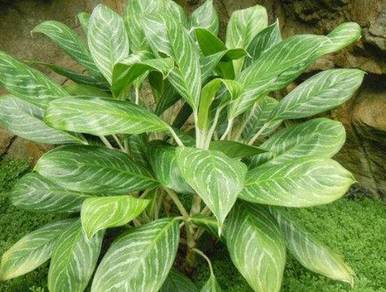 萬年青樹的種類，好看的六種萬年青圖片欣賞