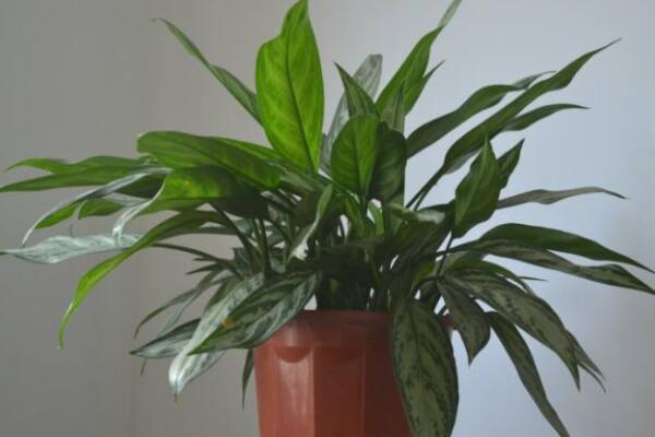 萬年青為什么會(huì)開白花