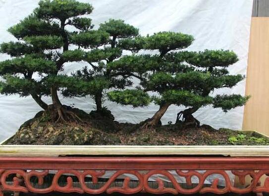 羅漢松能種大門兩邊嗎，可以/趨吉避兇、辟邪化煞