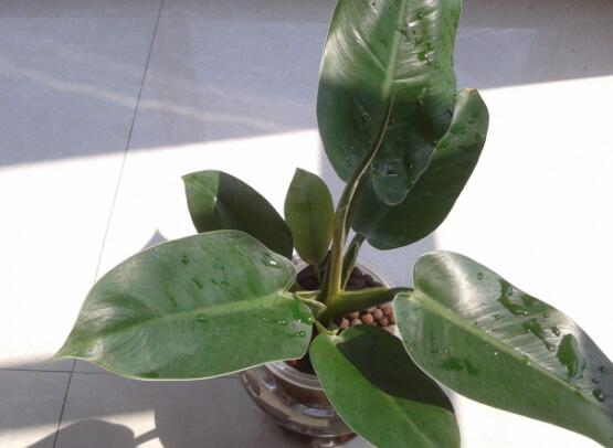 橡皮樹有毒嗎，橡皮樹能放在臥室嗎