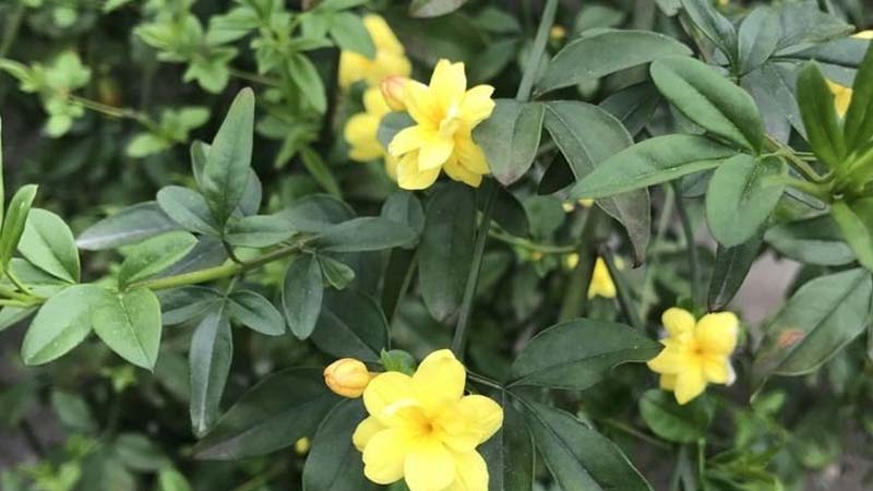 迎春花的養(yǎng)殖方法和注意事項