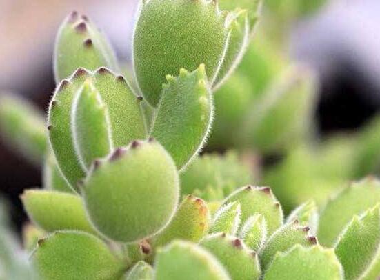 熊童子有毒嗎，無毒/驅除蚊蟲、美化環(huán)境