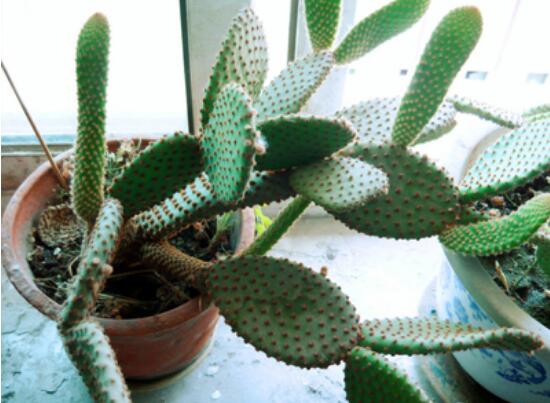 仙人掌怎么移植，用土覆蓋全根系、壓實土壤固定