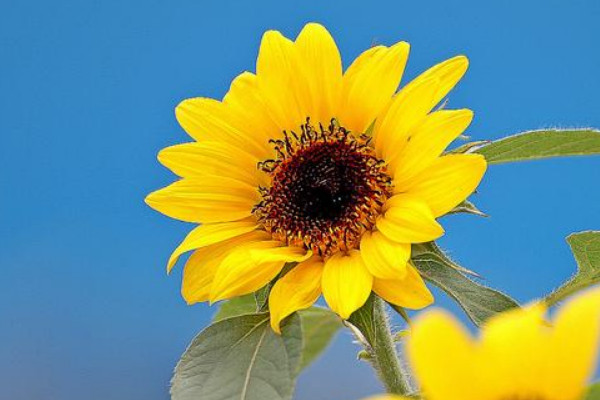 向日葵怎么養(yǎng)