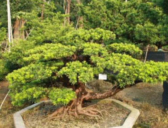 羅漢松盆景怎么養(yǎng)，老農(nóng)總結(jié)八大養(yǎng)殖方法