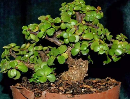 盆栽玉樹(shù)怎么養(yǎng)護(hù)，老農(nóng)總結(jié)七大養(yǎng)護(hù)方法