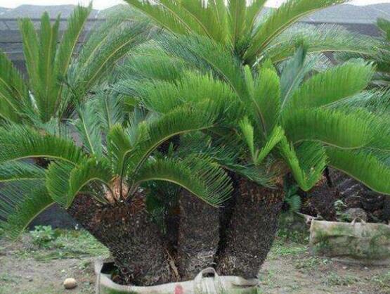 鐵樹怎么繁殖，鐵樹四大繁殖方法