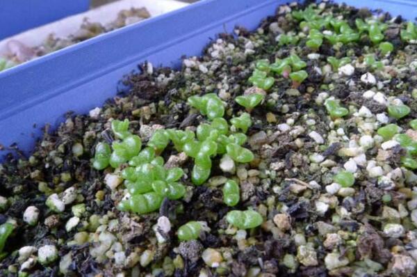 碧光環(huán)種子怎么種，分享碧光環(huán)的播種經(jīng)驗