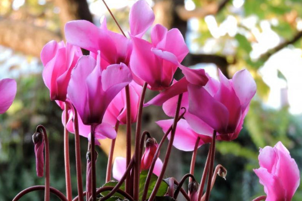 仙客來(lái)的種子如何采摘，在五月份成熟時(shí)收獲