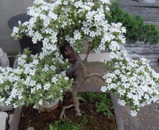 六月雪掉葉子怎么回事，最簡(jiǎn)單實(shí)效三種解決辦法