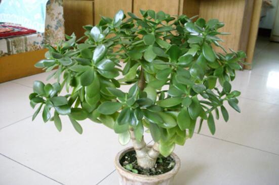 燕子掌有什么作用，美化環(huán)境、凈化空氣